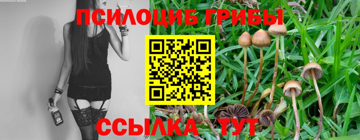 Псилоцибиновые грибы Cubensis Сухой Лог